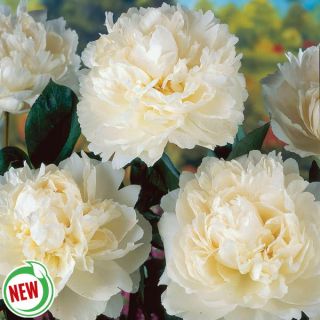 Bowl of Cream Peony Thumbnail